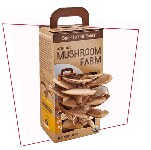 Mushroom Growing Kit Boxes